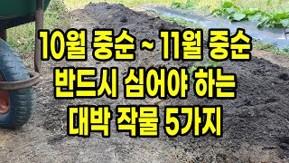10월 중순 ~ 11월 중순 반드시 심어야 하는 대박 작물 5가지