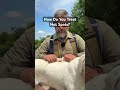How Do You Treat Hot Spots On Your Dog Puppytraining Dog Shorts