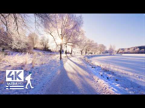 This is Finland at its Best: Picturesque Morning Walk in Snow ❄️ Slow TV 4K