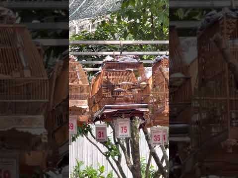 CB #Aquaman (075) biểu diễn như vũ công ĐT 32 vé 1trieu (05/06/2021)