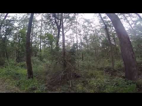 Bigfoot Yowies Yells Out “What's Your Name” Gold Coast Hinterland