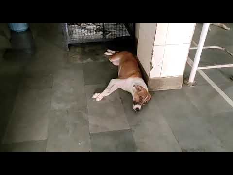 dog treatment lsa bhupendra pal Singh only vetseva
