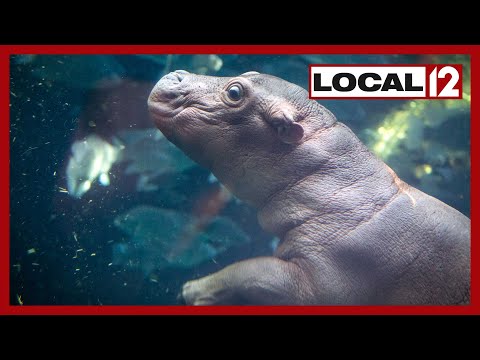 Cincinnati Zoo-goers could see new hippo calf Fritz on exhibit very soon