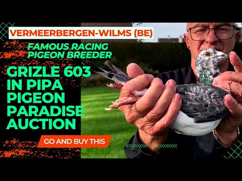Very Famous Grizle Racing Pigeon In Pipa Pigeons Paradise Auction | Breeder Pigeon | Racer Kabutar