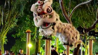 beautiful lion dance