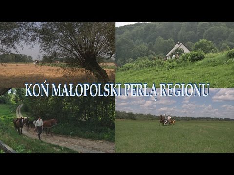 Koń małopolski perłą regionu
