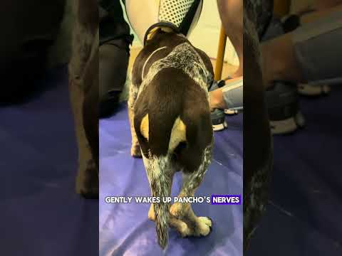 Holistic Medicine Helps Pancho Stand Tall Again