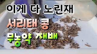 이건만 있으면 서리태콩 무농약 재배가 가능하다 서리태콩 영양제 주는 시기