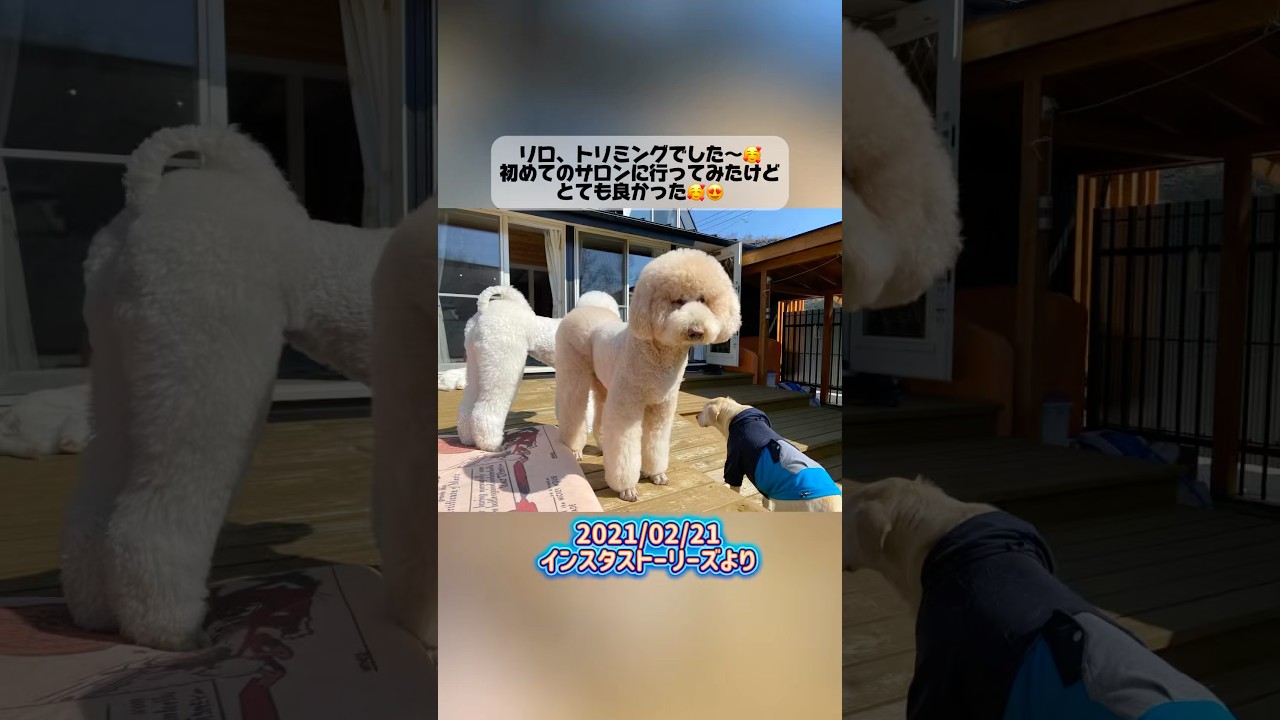 【過去のストーリーより】#愛犬#大型犬#プードル