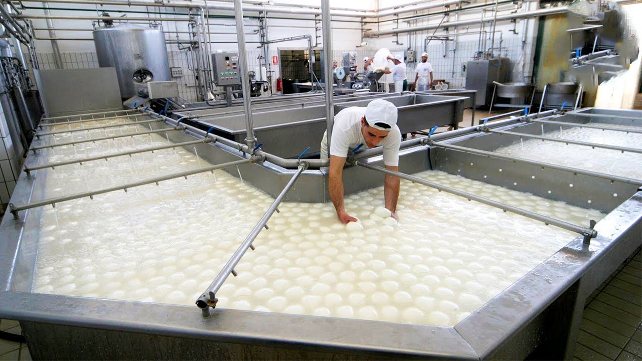 لن تصدق كيف يتحول حليب الجاموس إلى جبن موتزاريلا طازج أمام عينيك!