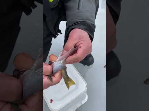 10-second Perch Cleaning Hack You Need To See!