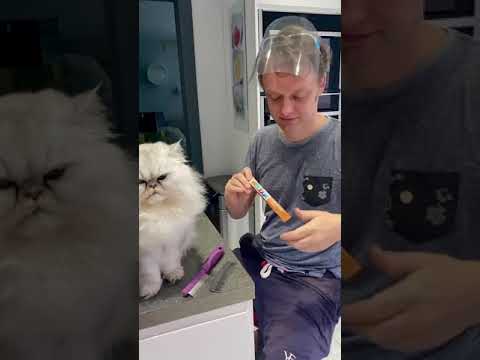 DIY ... how to brush your cat