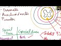 NEUROANATOMY THE SPINAL CORD PART 1 DR ROSE JOSE MD