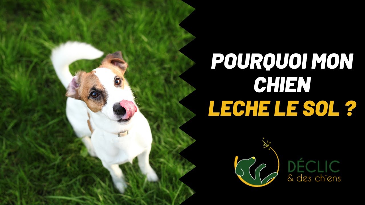 Mon chien lèche le sol, est-ce normal 
