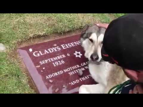 飼い主が泣いているのを見た犬はどう思うでしょうか?