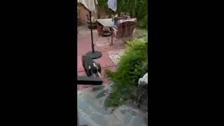 Video preview image #1 Boxador Puppy For Sale in Chandler, AZ, USA