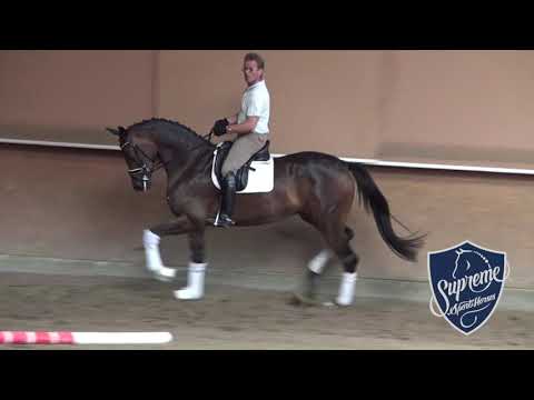 'Milleniya' 2017 Mare by Millenium