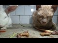 Funny Cute Pet Street Wild Cat Kitten Dog Animal Bird Fish Viral Shorts Video Clickslick