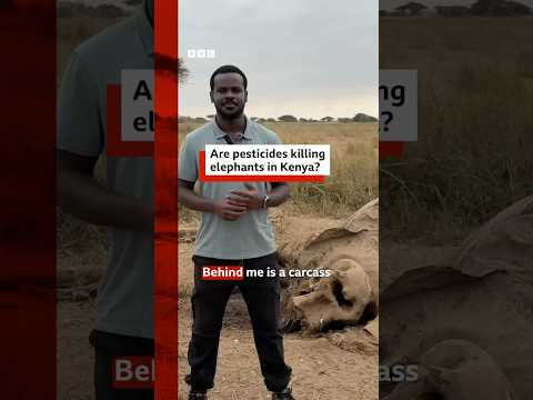 Are pesticides killing elephants in Kenya? #Elephants #Kenya #BBCNews