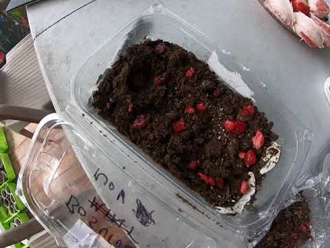 Planting wild bushberries from seed  to berries in a tropical climates