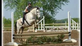preview picture of video 'Tommy - (Tomorrow's Story) 14 year old Thoroughbred, Quiet Hunter, loves to jump!'