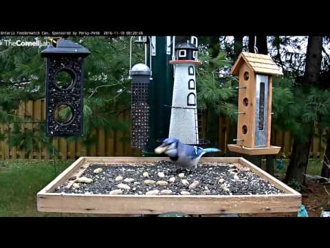 Picking Up Peanuts: The Way of the Blue Jay - Nov. 10, 2016