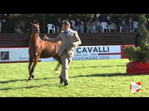 N.8 TRESOR ANGELINO - Arezzo 2015 - Yearling Colts (Class 1B)