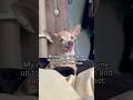 All that hullabaloo for what😭 #chihuahua #dog #dogs #puppy #puppies