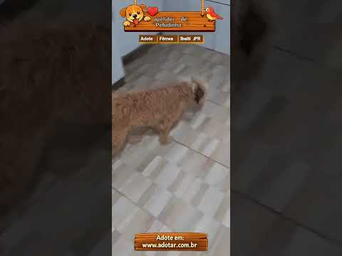 Vídeo de apelidei de "Peludinha"