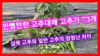 반뼘만한 고추대에 고추가 73개 삽목고추와 일반 고추의 엄청난 차이 인간극장,사노라면.전원일기 고추심는방법,…