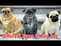 Different Types Of Pug Dog Colors || Pug dog price