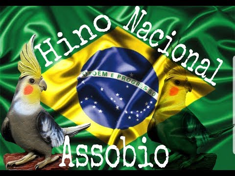 Assobio Calopsita - Hino Nacional do BRASIL
