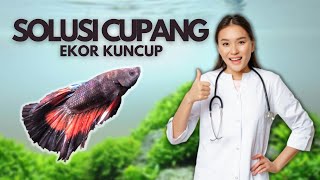 Download lagu Penyebab Ekor Ikan Cupang Kuncup Dan Cara Mengatasinya mp3