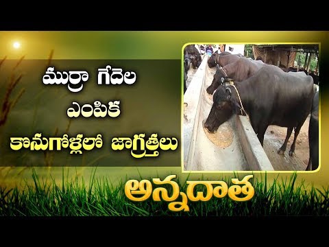 Selection Of Murrah Buffaloes || EtvAnnadata