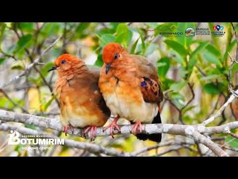  Cordilheira do Espinhaço - Botumirim Minas Gerais 