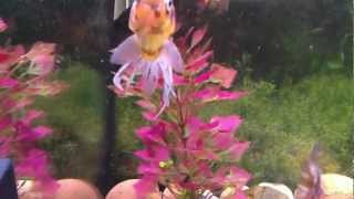 Download lagu Fluval Roma 200 litre fishtank mp3