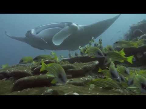 Mavaru Manta Point MALDIVE 2015