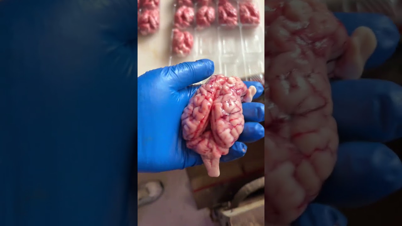 新鮮豬腦5元一個