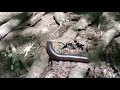 Centipede! in the North Carolina Mountains