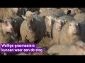 Wollige grasmaaiers kunnen weer aan de slag