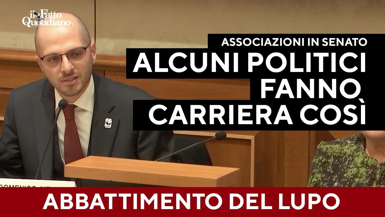 "Abbattimento del lupo? Inutile, ma alcuni politici fanno carriera così": contro il declassamento
