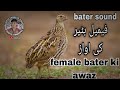 Female Bater Sound Female Bater Sound Female Bater Ki Awaz Male
