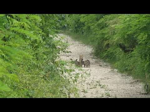 Kako izgleda porodica divljih mačaka?