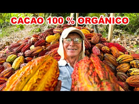 I traveled to the Central Jungle of Peru 🇵🇪 in search of the BEST 100% ORGANIC CACAO | Jordy the ...