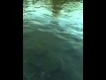 Aunty Pond S GT 2