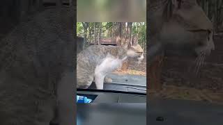 笑える犬と猫の おもしろ動画集 II