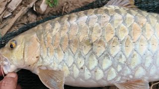 Download lagu MANCING IKAN:TAK PERLU PERGI KELANTAN NAK CARI EMAS 😱 SINI PUN ADA EMAS BERKILAT????? 😱😱😱😱 mp3 Download lagu MANCING IKAN:TAK PERLU PERGI KELANTAN NAK CARI EMAS 😱 SINI PUN ADA EMAS BERKILAT????? 😱😱😱😱 mp3