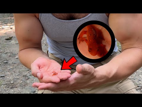 This salamander has superpowers!