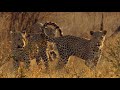 Curious Of Big Cats Trailer