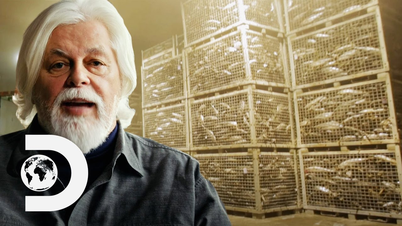 Shocking - Tuna Is Expensive Due To INTENTIONAL Overfishing? | Whale Wars: Captain Watson's Story